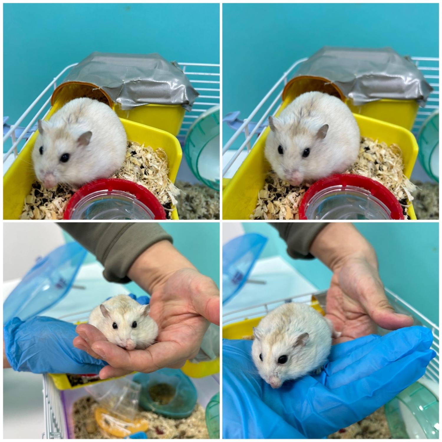 보호중 드워프햄스터…